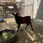 تيس جنوبي مشروط