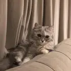 قطه انثى للتزاوج
