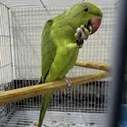 دره اليفه