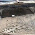 شبك دجاج و حمام