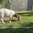 مشروع فحل بورقوت صافي