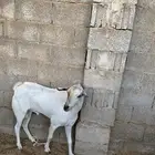 تيس فحل جنوبي ثني