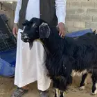 تيس فحل احو أجم صنف