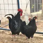 دجاج بلدي قديم اسود لمعه