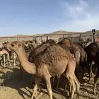 حشيان للبيع