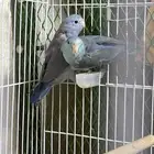 زوج ميني روز بارتوليت