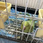 بيبيه عمرها سنه علا اسوم