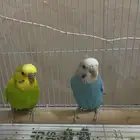 زوج بادجي للبيع مع القفص