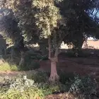 اشجار زيتون معمر لاند اسكيب