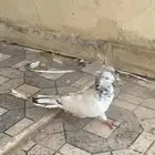 حمام للبيع