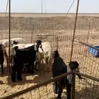 ذبايح ثلاجه حري تيوس غنم حيل جاي من البر