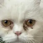 قط شيرازي