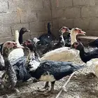 للبيع بط ذكور شهرمان او مسكوفي الموقع العفجة الخرج