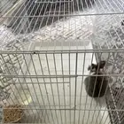 ارنب نادر هولندي