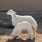 للبيع حريه