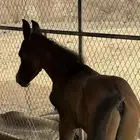 فرس شعبيه للبيع معها مهر