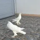 حمام نفاخ