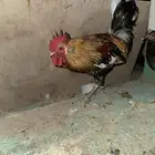 دجاج عربي ماكنتوش