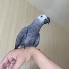 للبيع كاسكو هولندي متكلم واليف شرط بجده الصفا