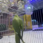 درة انثى