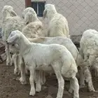 طليان للبيع انتاج المراح