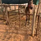 مهره عربيه شعبيه طيبه