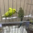 بلابل طيور حب
