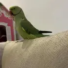 للبيع دره هندي دكر متكلم بطلاقه بطلاقه صوره قرانيه