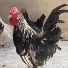 طقم جابنيز مميز نوادر اصل