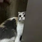 قطة ضائعه بسة ضايعة
