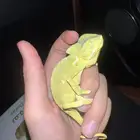حرباء