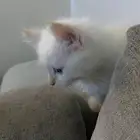 قطط