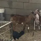 جفره معه تيس