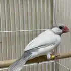 ذكر جاوا طفرة (تم البيع )