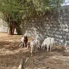 تيوس وجفرات لبانيات