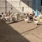 للبيع صيصان بلدي عمر 30 يوم