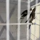 زوج كروان منتج معاه ثلاثه فروخ