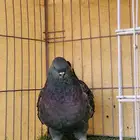 مودينا