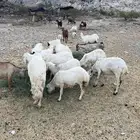 محايل