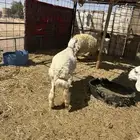 للبيع طلي طيب