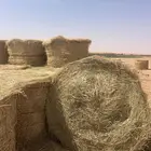 علف رودس في الحماده 25 حبه