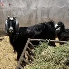 معزا مولده وحده معه تيسين و وحذه معه تيس عياله كبار و شرط
