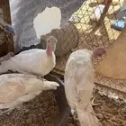 رومي