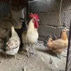 دجاج بلدي ممتاز ومنتج للبيع