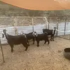 معزاء بدويات