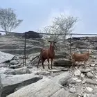 تيس فحل