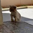 قط لتبني