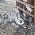 طبات فرنسي اعمارها 3 شهور