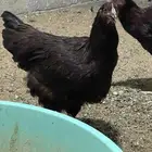 دجاج هجين امريكي مع لوهمن