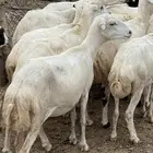 ضان مناتيج وقرايب. جدع وثني ورباع